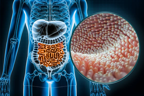 Alimentación y Microbiota para Usuarios con Enfermedades Crónicas